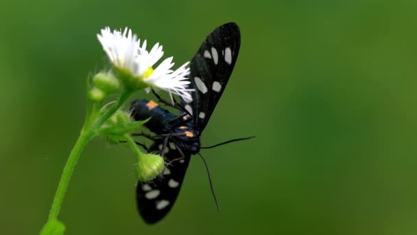 Borboleta Flor Selvagem — Vídeo de Stock