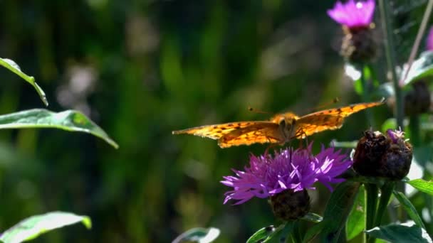 Schmetterling Auf Der Wildblume — Stockvideo