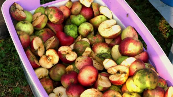 Viejo Modo Hacer Mermelada Manzana Molino — Vídeos de Stock