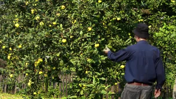 Vieille Façon Faire Confiture Pommes Cuisson — Video