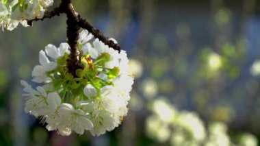 Kiraz çiçekleri adam dokunuşlar