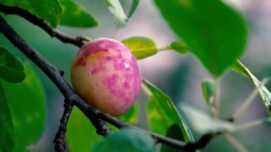 Organik olgun beyaz Erik toplama