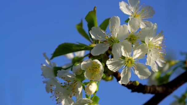 Fiori Ciliegio Sul Vento — Video Stock