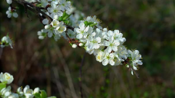 Plommon Blommar Vinden — Stockvideo