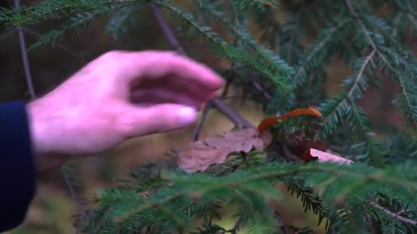 Man Taking Dry Leaf Pine Branch — Stock Video