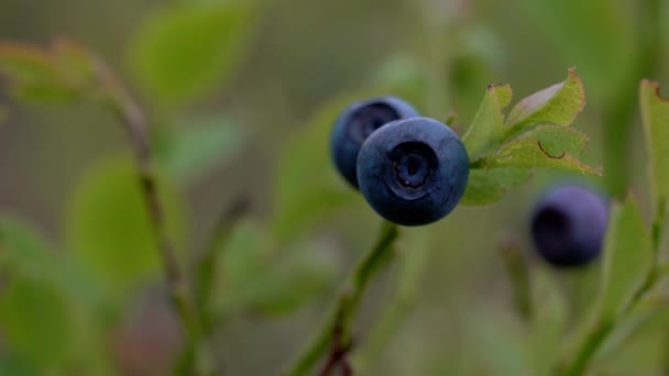 Wilde Bosbessen Plukken Een Natuurlijke Omgeving — Stockvideo