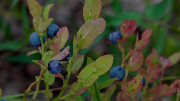 Wilde Bosbessen Plukken Een Natuurlijke Omgeving — Stockvideo