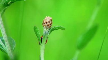 7-spot uğur böceği (coccinella septempunctata)