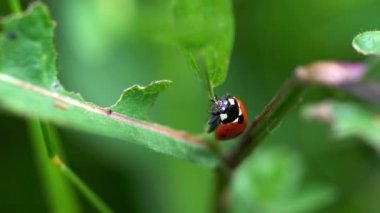 7-spot uğur böceği (coccinella septempunctata)