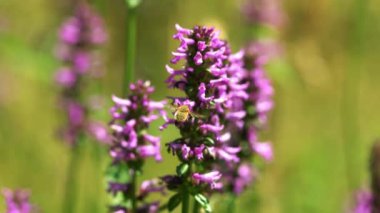 Bombylius Major - Vahşi çiçek üzerindeki Küçük Uç Betony (Betonica officinalis)