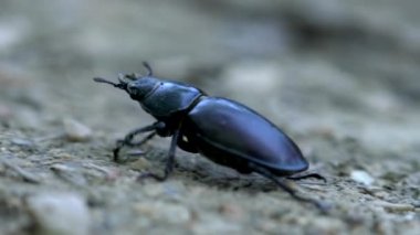Stag Beetle dişi (Lucanus Cervus) arka planda gidiyor