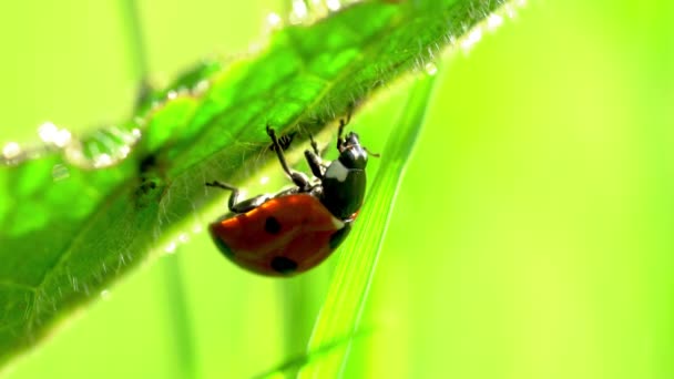 Mariquita Siete Puntos Coccinella Septempunctata — Vídeo de stock