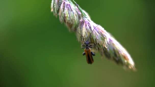 草地上的普通红战士甲虫 — 图库视频影像