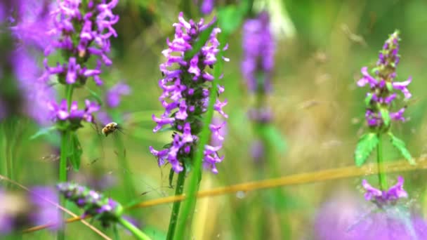 大黄蜂 Bombylius Major 野花上的小苍蝇 Betonica Officinalis — 图库视频影像