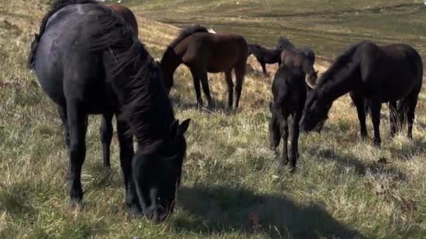 Chevaux Sauvages Montagne Dans Espace Libre — Video