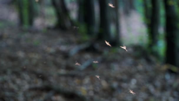 Danza Delle Zanzare Alla Luce — Video Stock