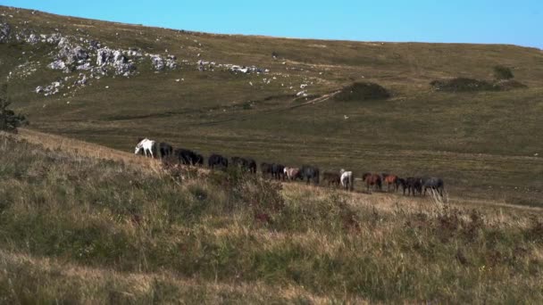 Chevaux sauvages en montagne dans l'espace libre 