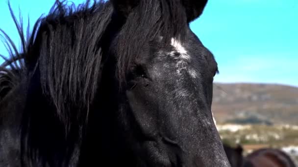 Vilda Hästar Berget Fritt Utrymme — Stockvideo