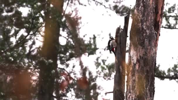Buntspecht Dendrocopos Major Sucht Nahrung Altem Baum — Stockvideo