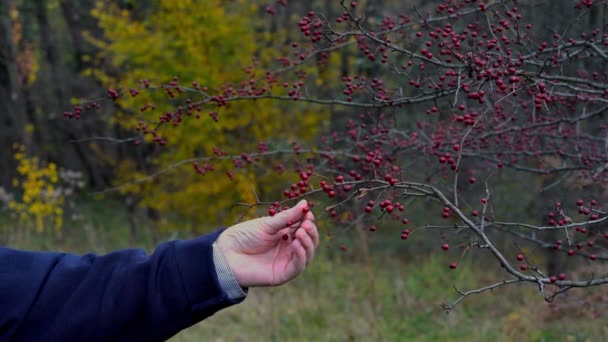 枝に熟したサンザシに触れる男 — ストック動画