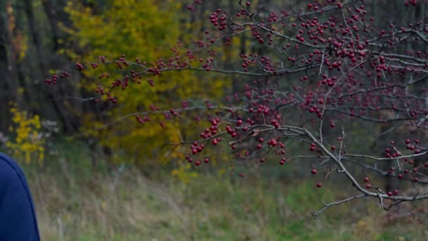 L'homme passe sous des branches d'aubépine mûre et va à fores 