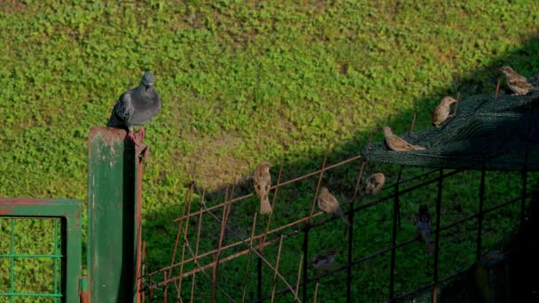 Pigeon Sparrows Observe Wire Fence — Stock Video