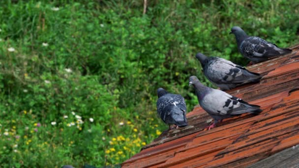 Piccioni Sul Tetto Nel Paesaggio Rurale — Video Stock