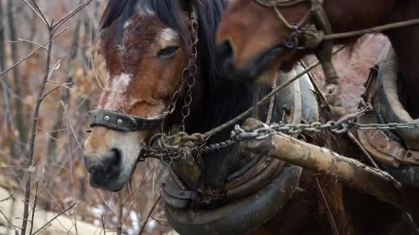 Άλογα Και Καλάθι Στη Φόρτωση Δέντρων — Αρχείο Βίντεο