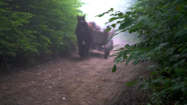 Hästar Och Vagnar Går Skogen — Stockvideo