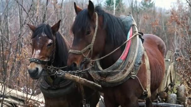 Άλογα Και Καλάθι Στη Φόρτωση Δέντρων — Αρχείο Βίντεο