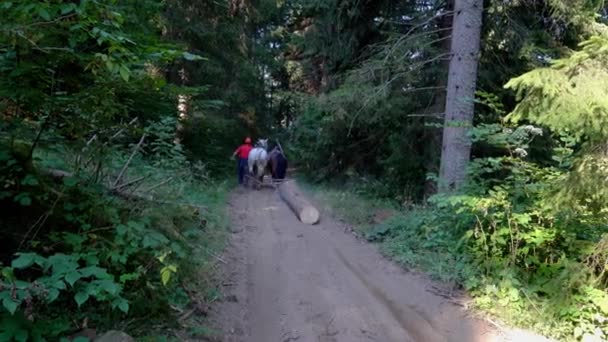 Cavalos Puxando Árvore Derrubada Floresta — Vídeo de Stock