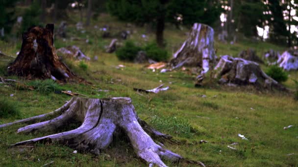 Große Fläche Zerstörten Waldes — Stockvideo