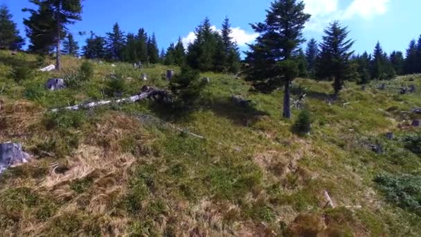 Große Fläche Zerstörten Waldes — Stockvideo