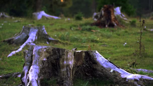 Gran Área Bosque Destruido — Vídeos de Stock