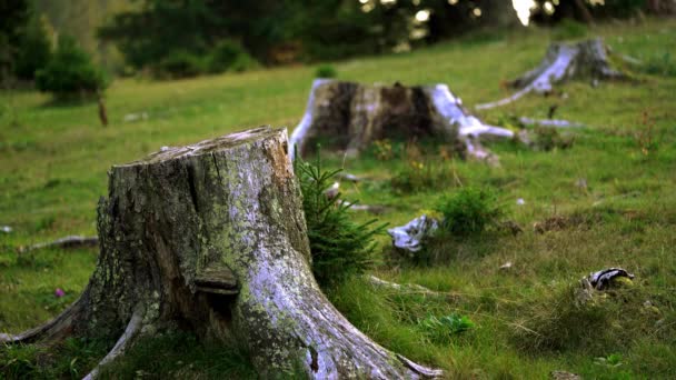 Grande Surface Forêt Détruite — Video