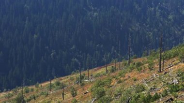 İmha edilen ormanın büyük alanı