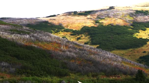 Gran Área Bosque Destruido — Vídeos de Stock