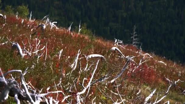 Grande Surface Forêt Détruite — Video