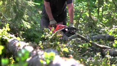 Lumberjack kesmeli ağaç üzerinde dalları keser