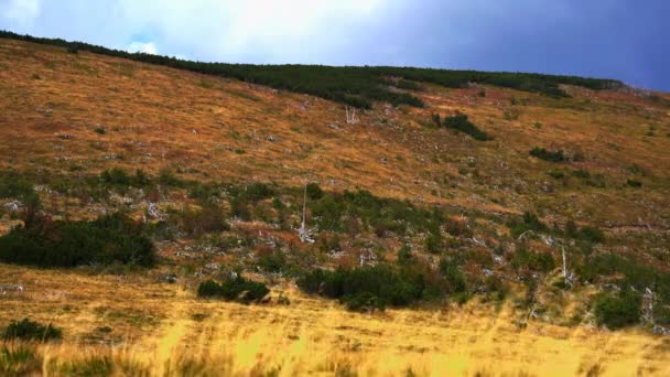 Stor Yta Förstörd Skog — Stockvideo