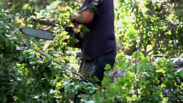 Ξυλοκόπος Κόβει Κλαδιά Στο Δέντρο Που Έχει — Αρχείο Βίντεο