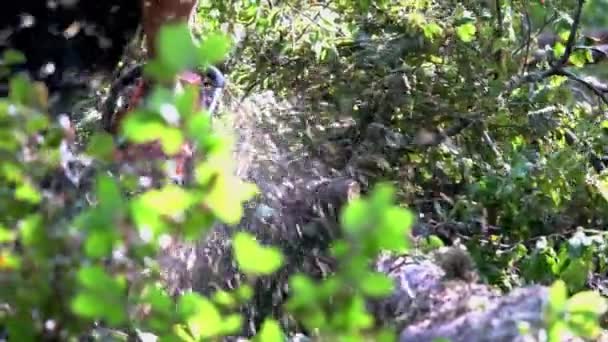Lumberjack Memotong Percabangan Pada Pohon Yang Ditebang — Stok Video
