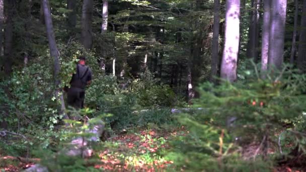 Bûcheron Coupe Des Branches Sur Arbre Abattu — Video