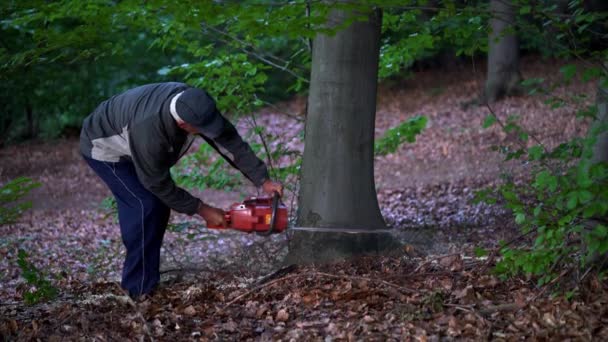 Lumberjack Para Baixo Árvore Motosserra — Vídeo de Stock