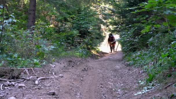 木材公司带领马在森林里工作 — 图库视频影像