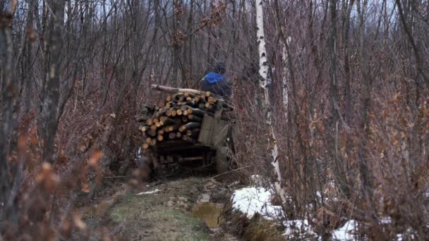 Boscaioli Unità Cavallo Carretto Alberi Completi Sentiero Foresta Fangosa — Video Stock