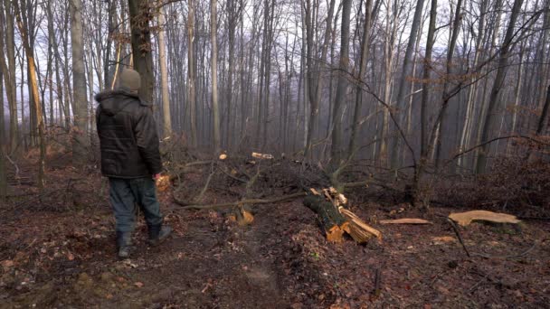 Mann Geht Durch Wald Und Sieht Bäume Gefällt — Stockvideo