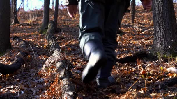 Homem Passa Lado Árvore Derrubada Floresta — Vídeo de Stock