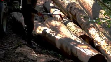 Kesme ağaçlar ölçümü