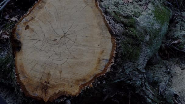 Man Touches Hand Cut Tree Stump — Stock Video